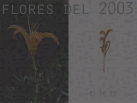 flores 2003