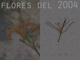 flores 2004
