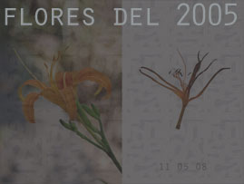 flores 2005