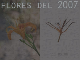 flores 2007