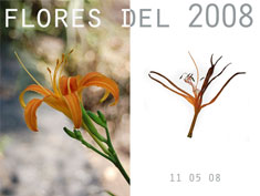 flores 2008